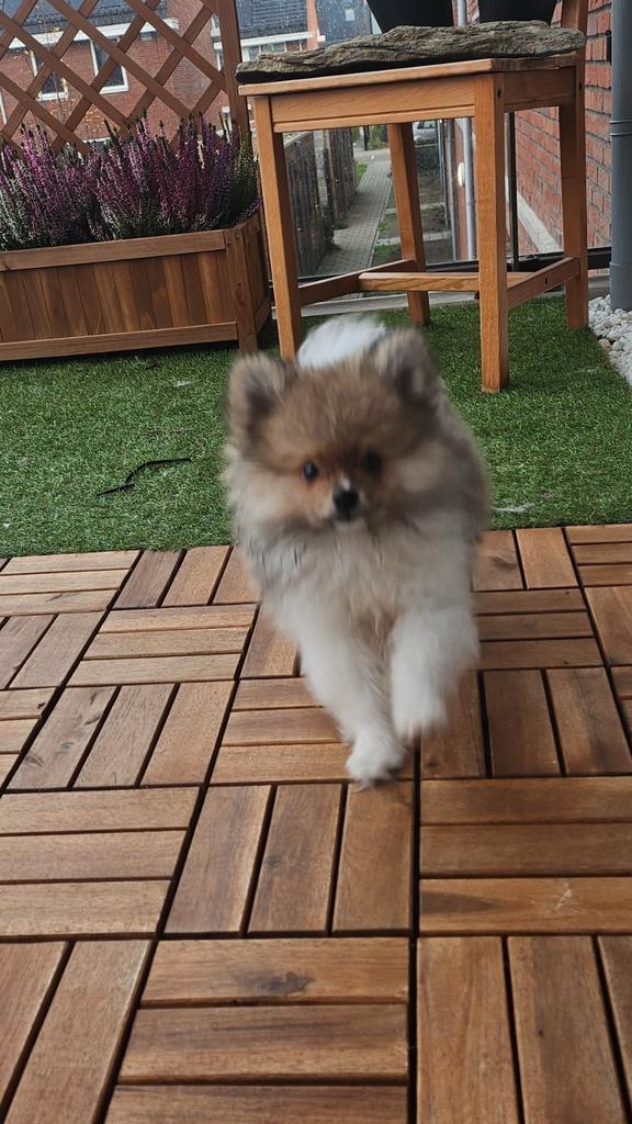 Super lieve keeshond/pomeriaan puppy, Dieren en Toebehoren, Honden | Poolhonden, Keeshonden en Oertypen, Reu, Keeshond, Particulier