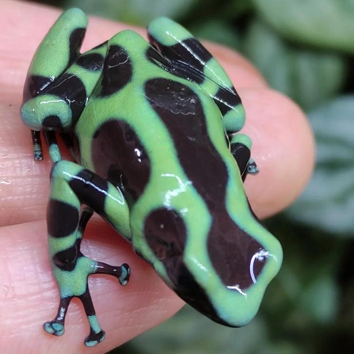 Dendrobates auratus 'Sabalos', ruim 23 varianten auratus