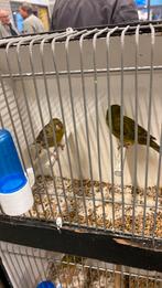 Kanaries, Dieren en Toebehoren, Vogels | Kanaries, Meerdere dieren, Kleurkanarie