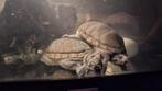 2 muskusschildpadden, Dieren en Toebehoren