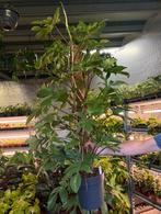 Philodendron Pedatum 160cm, Huis en Inrichting, Kamerplanten, Ophalen, Halfschaduw, 150 tot 200 cm