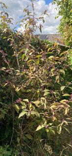 Schoonvrucht/Callicarpa struik, Tuin en Terras, Ophalen, Overige soorten, Struik, 100 tot 250 cm