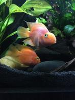 Papegaai cichlide, Dieren en Toebehoren, Vis