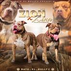 American bully xl pups, Dieren en Toebehoren, Honden | Bulldogs, Pinschers en Molossers, Rabiës (hondsdolheid), Overige rassen