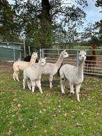 Alpaca merrie met hengst veulen, Dieren en Toebehoren, Juni, Meerdere dieren