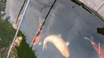 Tekoop Japanse koi., Dieren en Toebehoren, Vissen | Vijvervissen, Karper of Koi