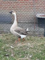 Chinese knobbelgans, Dieren en Toebehoren, Mannelijk, Gans of Zwaan