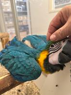 Lorre & Co - Te reserveren: Jonge Blauwgele Ara, Mannelijk, Papegaai