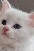 4 prinsesjes Perzische kittens, Dieren en Toebehoren, Katten en Kittens | Overige Katten, Poes, Kortharig, 0 tot 2 jaar