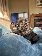 Bouvier pups met stamboom, CDV (hondenziekte), Overige rassen, 8 tot 15 weken, Meerdere