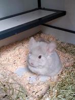 Beige violet Angora Mannetje, Dieren en Toebehoren, Knaagdieren, Mei, Mannelijk, Chinchilla