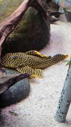 Golden Nugget L018 pleco, l-nummer., Dieren en Toebehoren, Vis