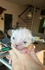 Peterbald x oosterse korthaar x sphynx kittens, Meerdere dieren, Kortharig, 0 tot 2 jaar