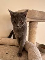 Grijze birtse korthaar kitten meisje, Poes
