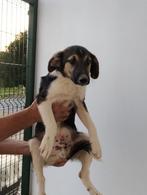 Rudy lieve vrolijke pup, Dieren en Toebehoren, Particulier, Rabiës (hondsdolheid), 15 weken tot 1 jaar, Reu