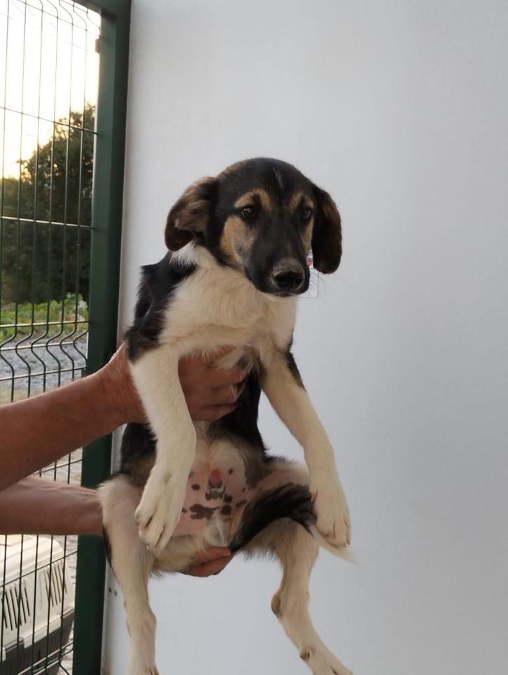 Rudy lieve vrolijke pup, Dieren en Toebehoren, Honden | Niet-rashonden, Middel, Reu, Particulier, Meerdere, Buitenland, 15 weken tot 1 jaar