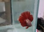 Betta splendens super delta kempvis man, Dieren en Toebehoren, Vissen | Aquariumvissen, Vis, Zoetwatervis