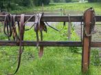 Te koop shetlander mentuig bruin, Dieren en Toebehoren, Ophalen of Verzenden