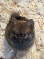 Prachtige pups Pomeriaan  x Keeshondje, Nederland, Overige rassen, CDV (hondenziekte), 8 tot 15 weken