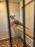 Diamant duiven, Dieren en Toebehoren, Vogels | Duiven, Meerdere dieren, Overige soorten