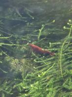 Vuurgarnalen, Overige soorten