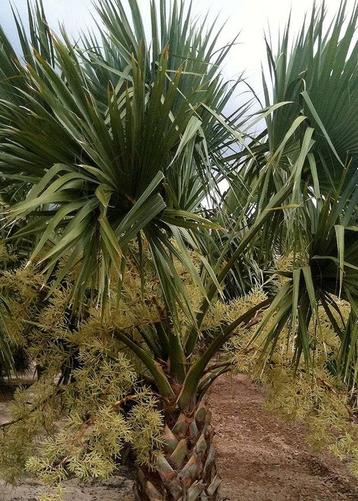 Sabel mexicana palmboom zaden supervers beschikbaar voor biedingen