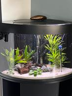 Juwel aquarium 180 ltr, Ophalen of Verzenden, Zo goed als nieuw, Leeg aquarium