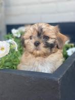 Laatste 2 boomer pups, Rabiës (hondsdolheid), Overige rassen, 8 tot 15 weken, Meerdere