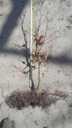 Fagus sylvatica 80/100 cm hoog (beukenhaag), Tuin en Terras, Planten | Struiken en Hagen, Ophalen, Beukenhaag, Haag, 100 tot 250 cm