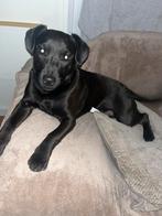 Patterdale terriër pup, Dieren en Toebehoren, Honden | Dekreuen, 15 weken tot 1 jaar, Reu, Eén hond, Nederland