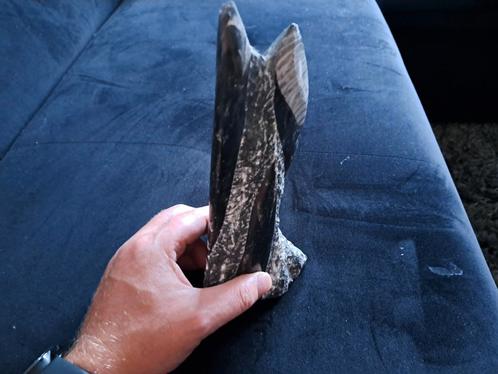 fossiel inktvis, Verzamelen, Mineralen en Fossielen, Fossiel, Ophalen of Verzenden