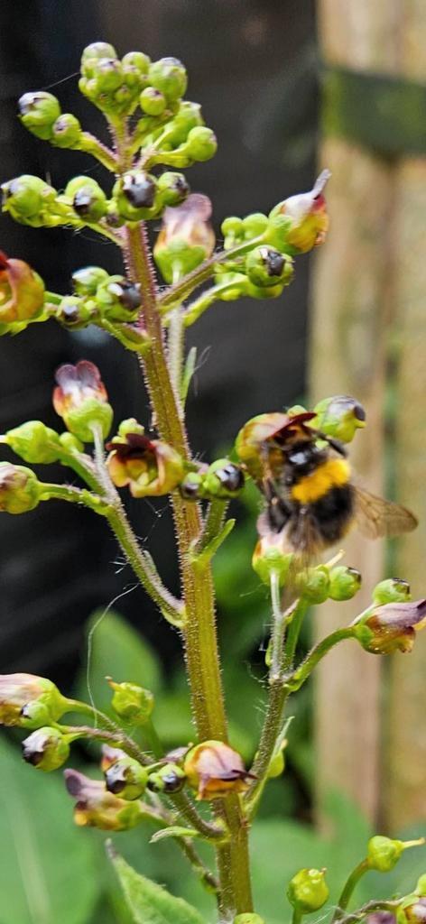 Inheems knopig helmkruid, Tuin en Terras, Planten | Tuinplanten, Overige soorten, Volle zon, Ophalen
