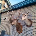 3 opgezette edelherten, Verzamelen, Dierenverzamelingen, Ophalen, Zo goed als nieuw, Hert, Opgezet dier
