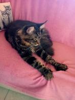 Dekkater Maincoon xxl heeft alle testen gehad