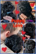 Toypoedel puppies, raszuivere toypoedeltjes, Dieren en Toebehoren, Honden | Chihuahua's en Gezelschapshonden, 8 tot 15 weken, Meerdere
