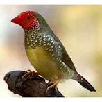 Binsenastrilde ruilen., Dieren en Toebehoren, Vogels | Overige Vogels, Mannelijk, Tropenvogel, Geringd