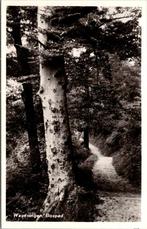 Wageningen - Bospad, Verzenden, 1960 tot 1980, Ongelopen, Gelderland