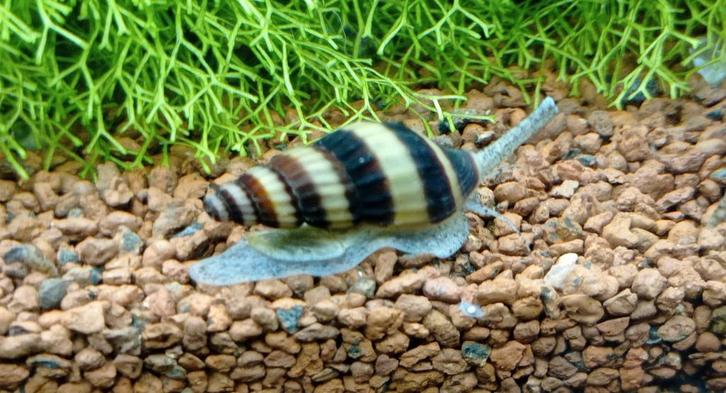 Anatome helena slakken ( slaketende slak), Dieren en Toebehoren, Vissen | Aquariumvissen, Slak of Weekdier