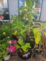 Diverse datura en brugmansia, Overige soorten, In pot, Minder dan 100 cm, Bloeiende kamerplant