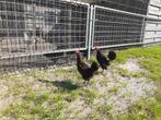 Marans kippen 2 stuks., Dieren en Toebehoren, Pluimvee, Vrouwelijk, Kip