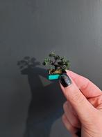Miniatuur bonsai, schaal 1:12, Verzamelen, Poppenhuizen en Toebehoren, Nieuw, Decoratie, Ophalen of Verzenden