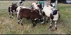 Natuurbegrazing kleine groep schapen, Dieren en Toebehoren, Meerdere dieren, Schaap