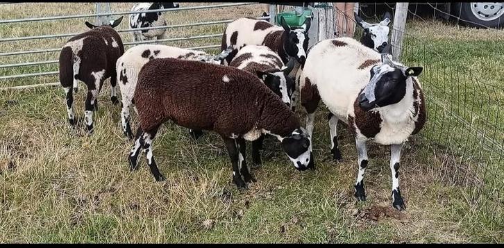 Natuurbegrazing kleine groep schapen, Dieren en Toebehoren, Schapen, Geiten en Varkens, Schaap, Meerdere dieren