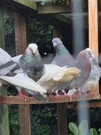 Diverse sierduiven, Dieren en Toebehoren, Pluimvee, Meerdere dieren