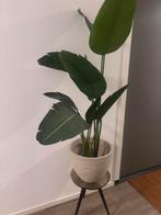kunstplant Strelitzia Nicolai 150cm, Ophalen, Nieuw, Binnen