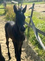 Prachtig hengstenveulen TE KOOP, Dieren en Toebehoren, Paarden, Gechipt, Dressuurpaard, 0 tot 2 jaar, Hengst