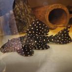 L240-L241 Leporacanthicus Galaxias Vampire pleco L nummer, Dieren en Toebehoren, Vis