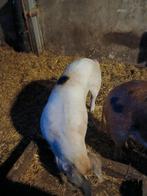 Zeug, Dieren en Toebehoren, Schapen, Geiten en Varkens, Vrouwelijk, Geit