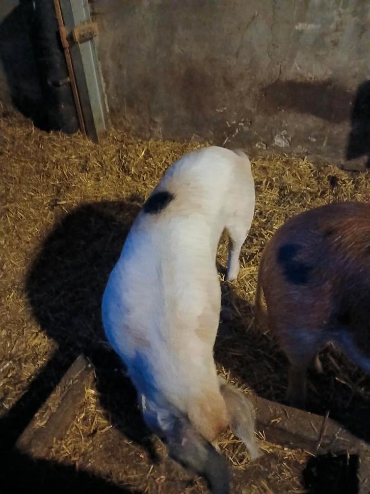 Zeug, Dieren en Toebehoren, Schapen, Geiten en Varkens, Geit, Vrouwelijk