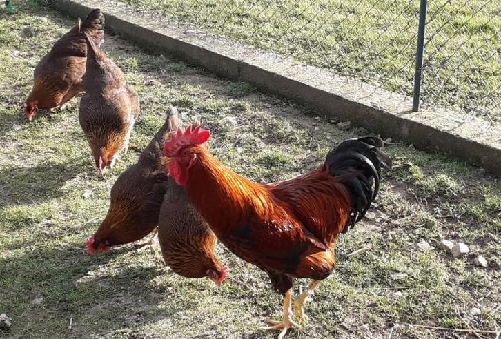 Broedeieren  Welsumer roestbruin, Dieren en Toebehoren, Pluimvee, Kip, Geslacht onbekend